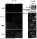 Fig. 06 - BLOOD-NERVE BARRIER TARGETING CONJUGATES AND METHODS OF USE