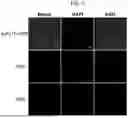 Fig. 09 - BLOOD-NERVE BARRIER TARGETING CONJUGATES AND METHODS OF USE