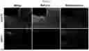 Fig. 12 - BLOOD-NERVE BARRIER TARGETING CONJUGATES AND METHODS OF USE