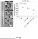 Fig. 21 - Nanoclusters Functionalized with Adenosine Triphosphate or an Analogue and Their Use