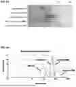 Fig. 07 - POLYINOSINIC- POLYCYTIDYLIC ACID COMPOSITIONS AND METHODS OF MAKING SAME