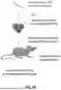 Fig. 06 - METHODS AND COMPOSITIONS FOR TREATING CANCERS BY MODULATING THE EXPRESSION AND/OR ACTIVITY OF STUB1