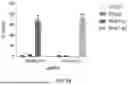 Fig. 07 - METHODS AND COMPOSITIONS FOR TREATING CANCERS BY MODULATING THE EXPRESSION AND/OR ACTIVITY OF STUB1