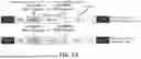 Fig. 02 - METHOD FOR TREATMENT OF MYOTONIC DYSTROPHY COMBINING PROTEIN EXPRESSION AND RNA INTERFERENCE VECTOR DELIVERY WITH TISSUE DETARGETING