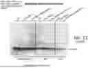 Fig. 14 - METHOD FOR TREATMENT OF MYOTONIC DYSTROPHY COMBINING PROTEIN EXPRESSION AND RNA INTERFERENCE VECTOR DELIVERY WITH TISSUE DETARGETING