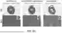 Fig. 16 - METHOD FOR TREATMENT OF MYOTONIC DYSTROPHY COMBINING PROTEIN EXPRESSION AND RNA INTERFERENCE VECTOR DELIVERY WITH TISSUE DETARGETING