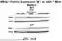 Fig. 19 - METHOD FOR TREATMENT OF MYOTONIC DYSTROPHY COMBINING PROTEIN EXPRESSION AND RNA INTERFERENCE VECTOR DELIVERY WITH TISSUE DETARGETING