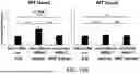 Fig. 21 - METHOD FOR TREATMENT OF MYOTONIC DYSTROPHY COMBINING PROTEIN EXPRESSION AND RNA INTERFERENCE VECTOR DELIVERY WITH TISSUE DETARGETING