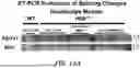 Fig. 25 - METHOD FOR TREATMENT OF MYOTONIC DYSTROPHY COMBINING PROTEIN EXPRESSION AND RNA INTERFERENCE VECTOR DELIVERY WITH TISSUE DETARGETING