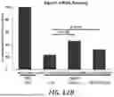 Fig. 26 - METHOD FOR TREATMENT OF MYOTONIC DYSTROPHY COMBINING PROTEIN EXPRESSION AND RNA INTERFERENCE VECTOR DELIVERY WITH TISSUE DETARGETING