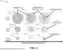 Fig. 02 - ENHANCED OSTEOINDUCTIVE COMPOSITIONS, SYSTEMS, AND METHODS OF MANUFACTURE