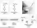 Fig. 04 - INJECTABLE DOSIMETER COMPOSITIONS AND METHODS OF USING SAME