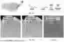 Fig. 20 - INJECTABLE DOSIMETER COMPOSITIONS AND METHODS OF USING SAME