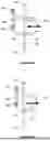 Fig. 19 - Friction Enhanced And Adjustable 'Y' Grip Doorframe Pullup Bar
