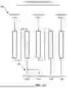 Fig. 12 - CONTINUOUS FIXED BED CHROMATOGRAPHY, ADSORPTION, AND ION EXCHANGE SYSTEM