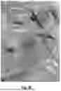 Fig. 17 - SYSTEM AND METHODS FOR CONCURRENT GERMFREE AND GNOTOBIOTIC INFRASTRUCTURE