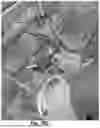 Fig. 29 - SYSTEM AND METHODS FOR CONCURRENT GERMFREE AND GNOTOBIOTIC INFRASTRUCTURE