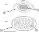 Fig. 18 - SYSTEM, METHOD AND DEVICE FOR A MICROFLUIDIC ASSAY