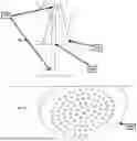 Fig. 21 - SYSTEM, METHOD AND DEVICE FOR A MICROFLUIDIC ASSAY