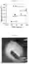 Fig. 29 - OPTOELECTRONICALLY-ACTIVE TWO-DIMENSIONAL INDIUM SELENIDE AND RELATED LAYERED MATERIALS VIA SURFACTANT-FREE DEOXYGENATED CO-SOLVENT PROCESSING