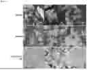 Fig. 06 - EFFECTIVE CALCIUM PHOSPHATE RADIATIVE COOLING MATERIALS