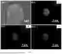 Fig. 02 - Three-Dimensional Structured Ferrous Phosphate Pigment with Corrosion Early Warning Capability and Preparation Method Therefor