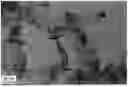 Fig. 01 - GRAPHENIC CARBON PARTICLES