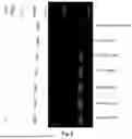 Fig. 07 - GENTLE AND DIRECT COPPER-BASED PROTEIN AZIDYLATION FOR BIOCONJUGATION