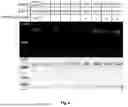 Fig. 10 - GENTLE AND DIRECT COPPER-BASED PROTEIN AZIDYLATION FOR BIOCONJUGATION