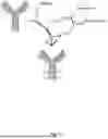 Fig. 13 - GENTLE AND DIRECT COPPER-BASED PROTEIN AZIDYLATION FOR BIOCONJUGATION