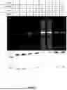 Fig. 14 - GENTLE AND DIRECT COPPER-BASED PROTEIN AZIDYLATION FOR BIOCONJUGATION