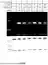 Fig. 15 - GENTLE AND DIRECT COPPER-BASED PROTEIN AZIDYLATION FOR BIOCONJUGATION