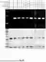 Fig. 16 - GENTLE AND DIRECT COPPER-BASED PROTEIN AZIDYLATION FOR BIOCONJUGATION