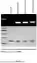 Fig. 18 - GENTLE AND DIRECT COPPER-BASED PROTEIN AZIDYLATION FOR BIOCONJUGATION