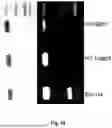 Fig. 20 - GENTLE AND DIRECT COPPER-BASED PROTEIN AZIDYLATION FOR BIOCONJUGATION