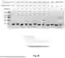 Fig. 21 - GENTLE AND DIRECT COPPER-BASED PROTEIN AZIDYLATION FOR BIOCONJUGATION