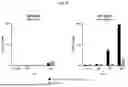 Fig. 11 - NOVEL RECOMBINANT AAV VP2 FUSION POLYPEPTIDES