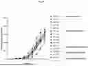 Fig. 27 - NOVEL RECOMBINANT AAV VP2 FUSION POLYPEPTIDES
