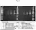 Fig. 34 - NOVEL RECOMBINANT AAV VP2 FUSION POLYPEPTIDES