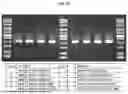 Fig. 35 - NOVEL RECOMBINANT AAV VP2 FUSION POLYPEPTIDES