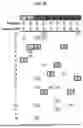 Fig. 38 - NOVEL RECOMBINANT AAV VP2 FUSION POLYPEPTIDES