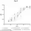 Fig. 43 - NOVEL RECOMBINANT AAV VP2 FUSION POLYPEPTIDES