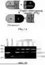Fig. 03 - INTEIN SYSTEMS AND USES THEREOF