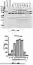 Fig. 06 - INTEIN SYSTEMS AND USES THEREOF