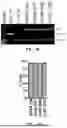Fig. 07 - INTEIN SYSTEMS AND USES THEREOF