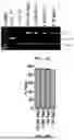 Fig. 08 - INTEIN SYSTEMS AND USES THEREOF