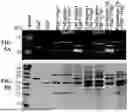 Fig. 10 - INTEIN SYSTEMS AND USES THEREOF
