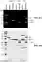 Fig. 11 - INTEIN SYSTEMS AND USES THEREOF