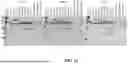 Fig. 19 - INTEIN SYSTEMS AND USES THEREOF