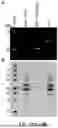 Fig. 20 - INTEIN SYSTEMS AND USES THEREOF